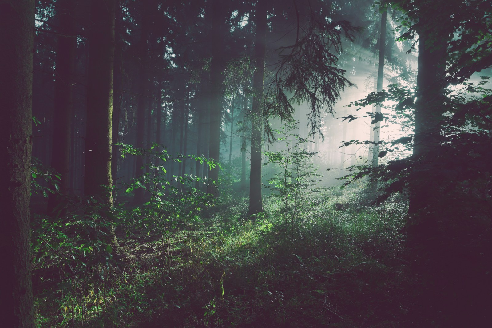 Into the Mist